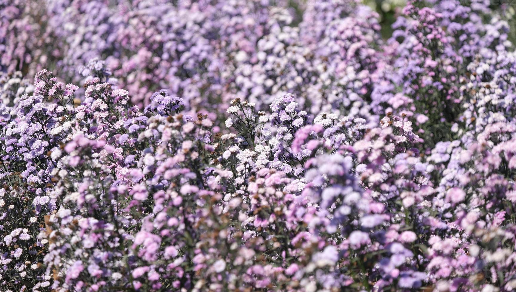 Gypsophila flowers, Purple flower field background, Soft focus, partial focus photo