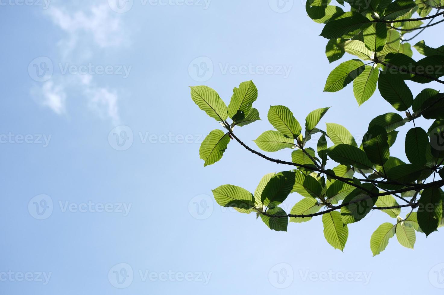 Kratom Mitragyna Speciosa Plant with sky and clouds in the background, Copy space, Silhouette photo