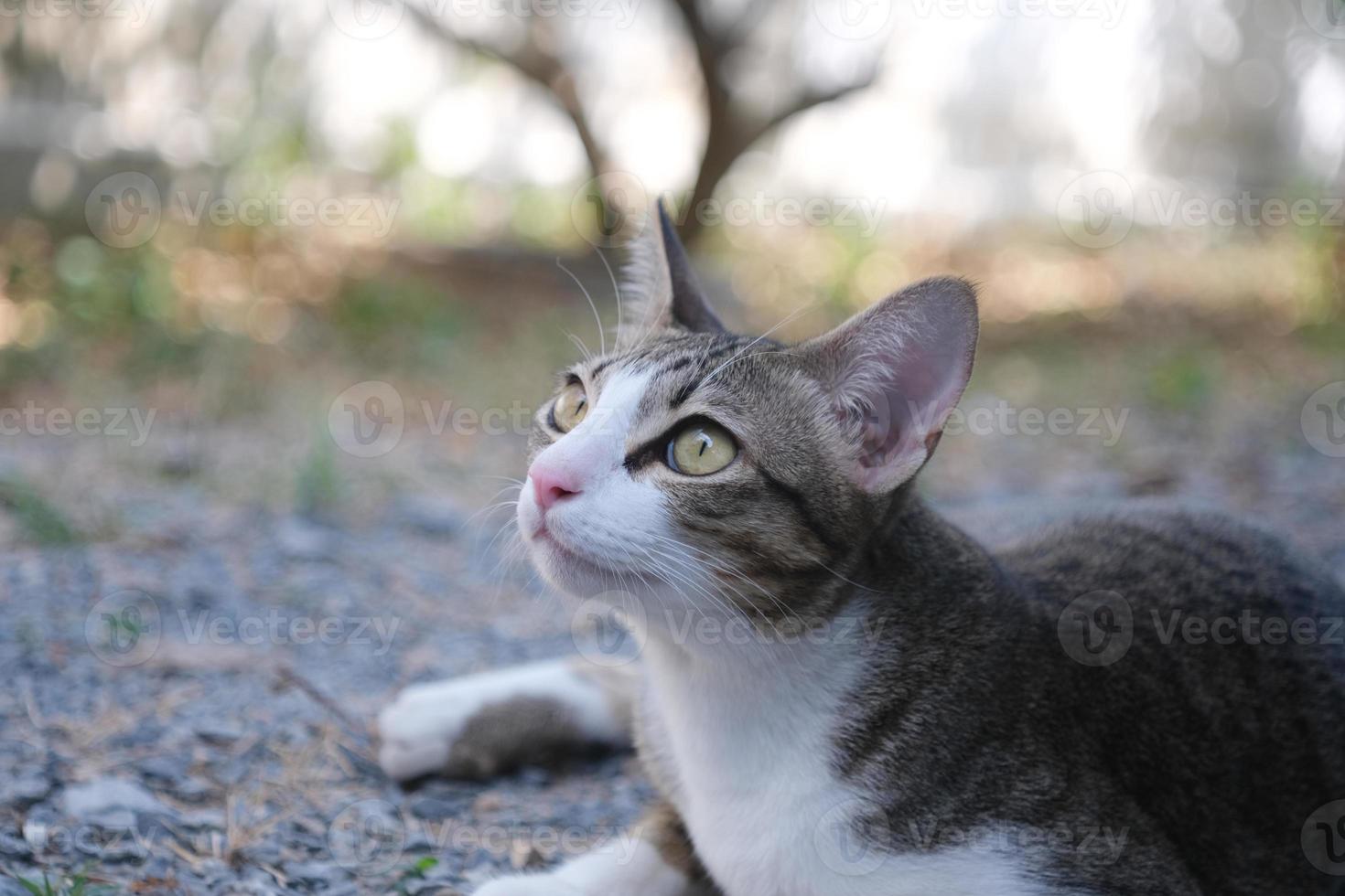 Cat lying on stone floor with blurred green background. photo