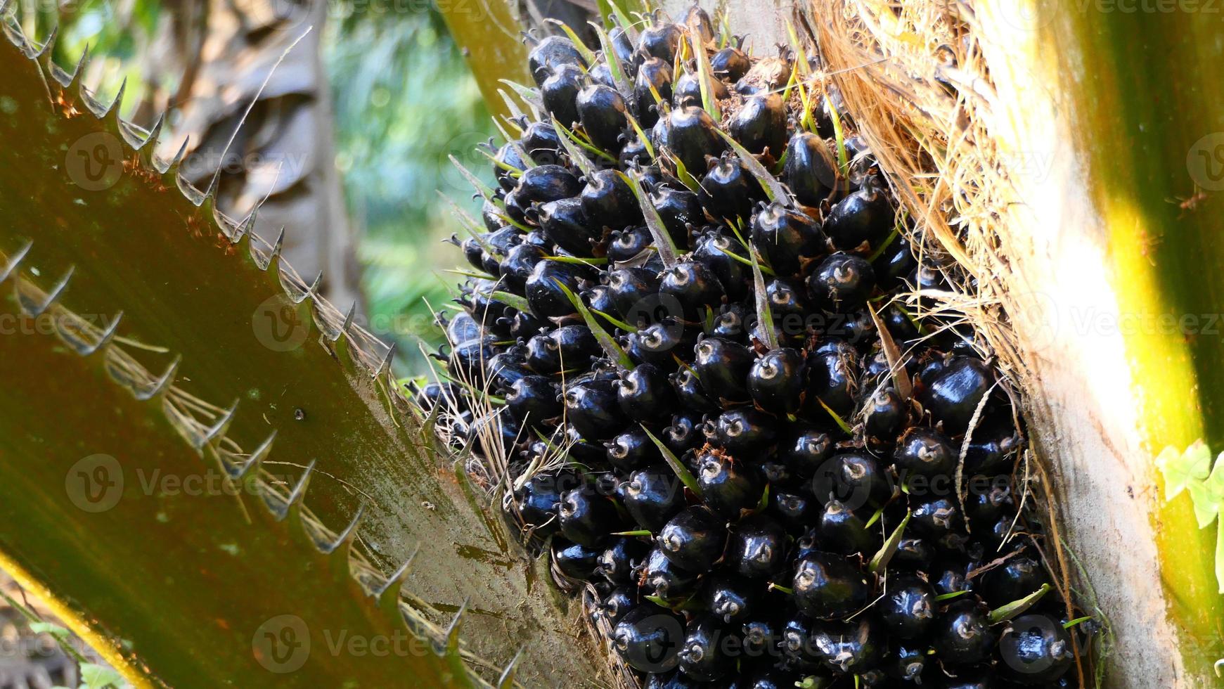 African Oil Palm Elaeis guineensis, Bunch of palm and branches photo