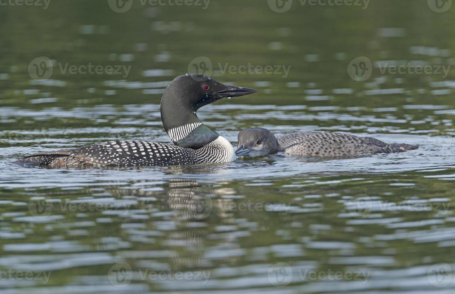 Adult and Baby Loon Bonding in a Lake photo