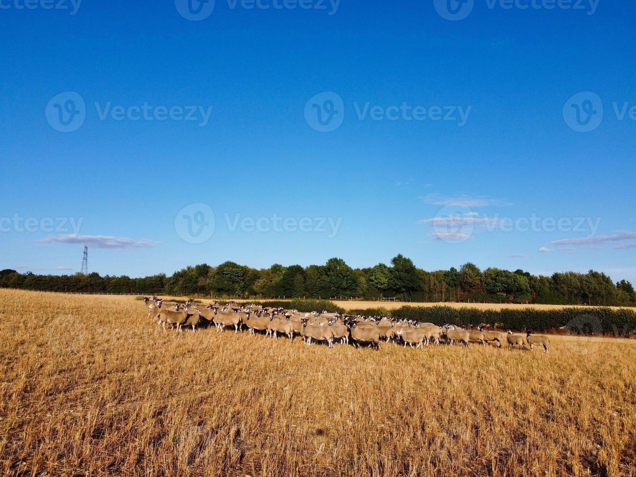 Large Group of British Lamb and Sheep at Farms, Drone's High Angle View at Bedfordshire England photo