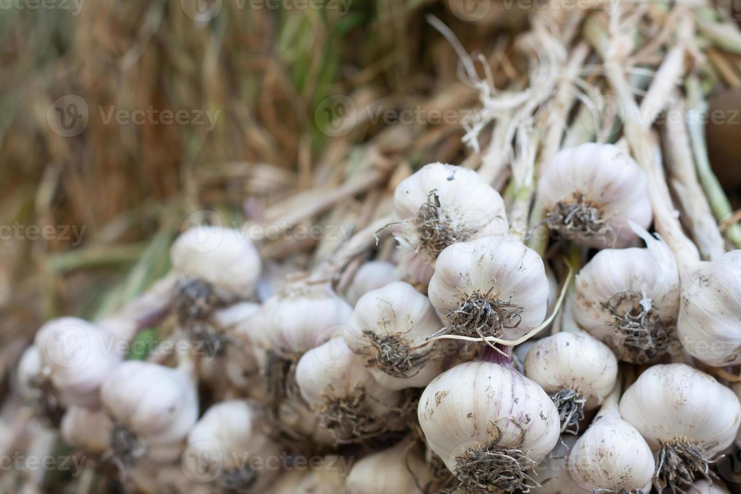 Fresh garlic close up photo