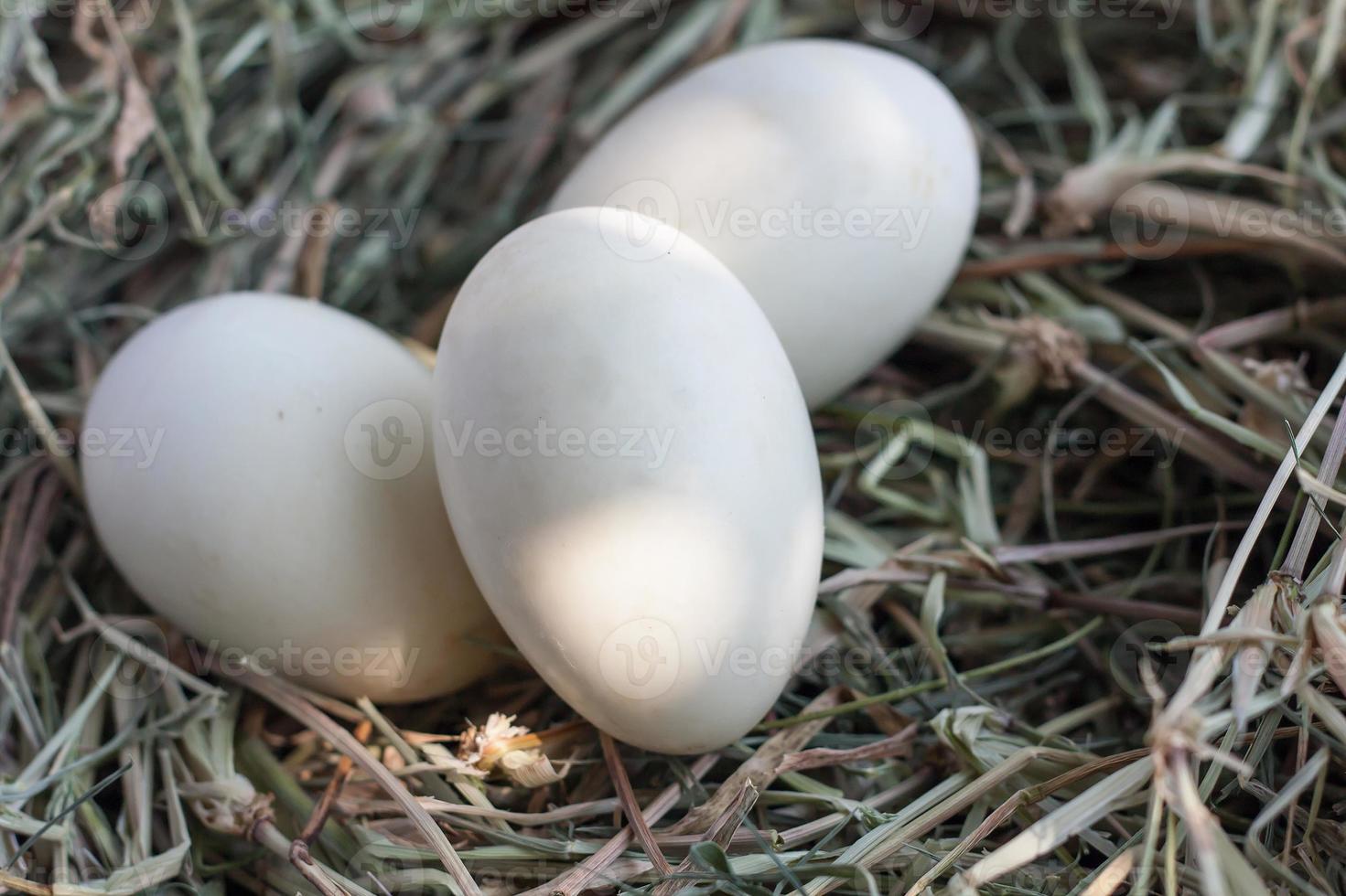 eggs in nest photo