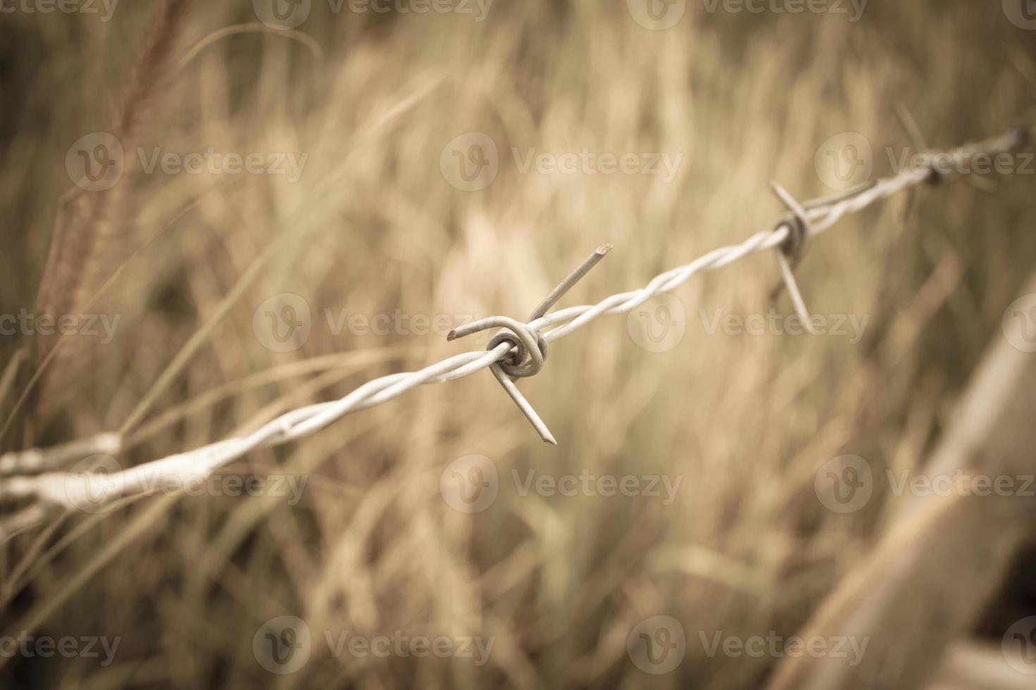 Barbed wire fence and green field closeup photo