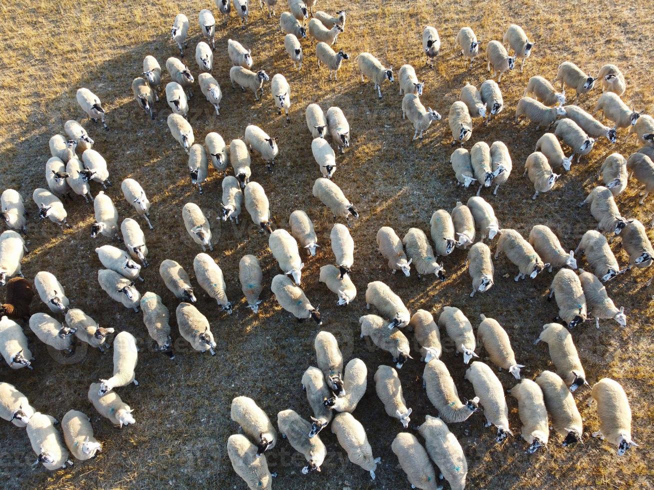 Large Group of British Lamb and Sheep at Farms, Drone's High Angle View at Bedfordshire England photo