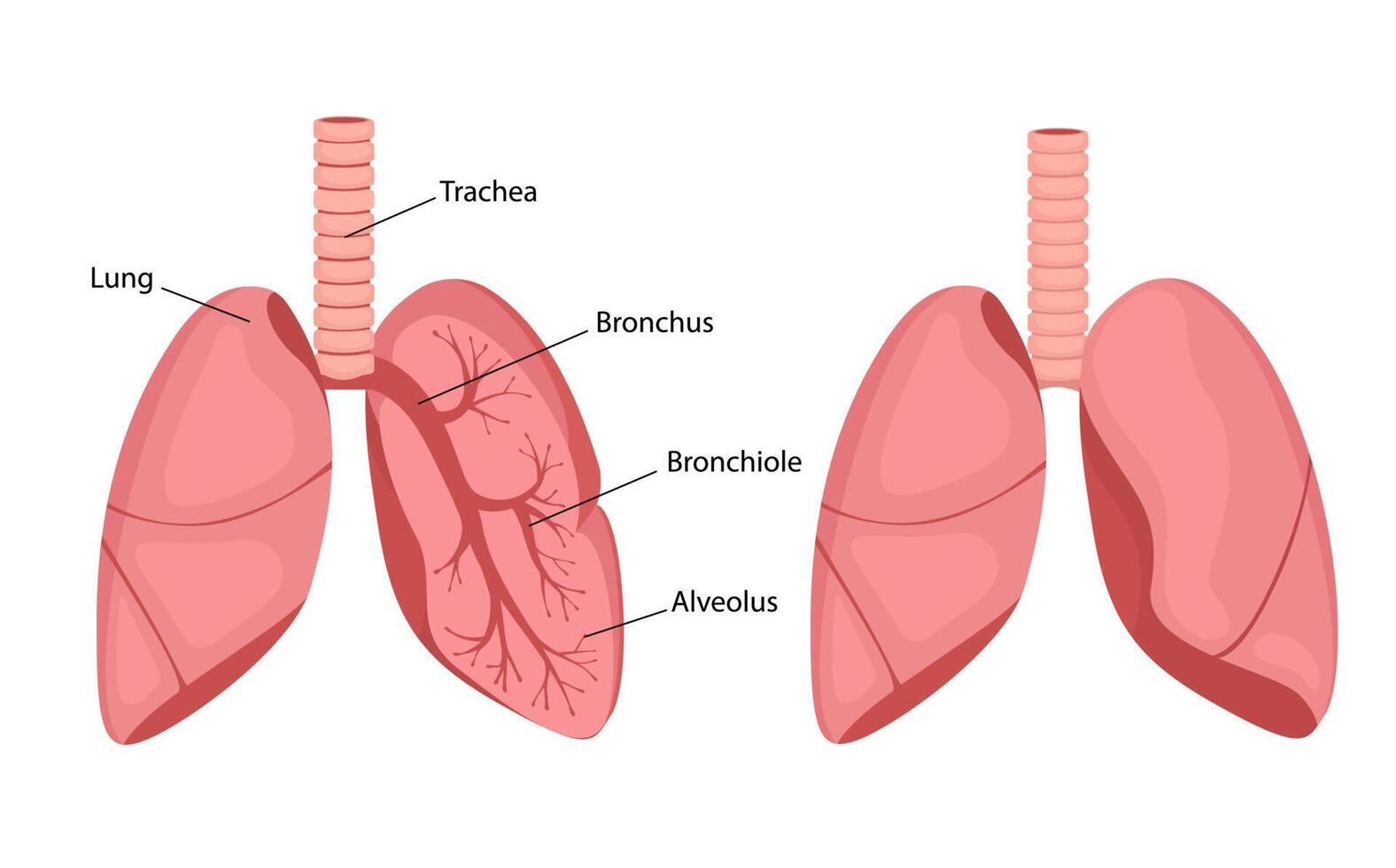 Drawing of human lungs. Anatomy vector illustration isolated on white background. Lungs, trachea, bronchi and bronchioles. infographics in cartoon style.