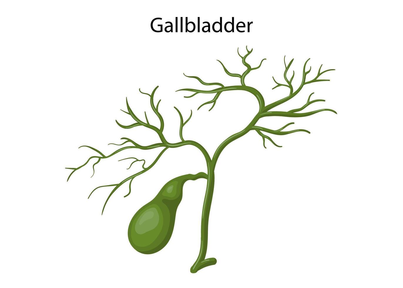 Gallbladder diagram