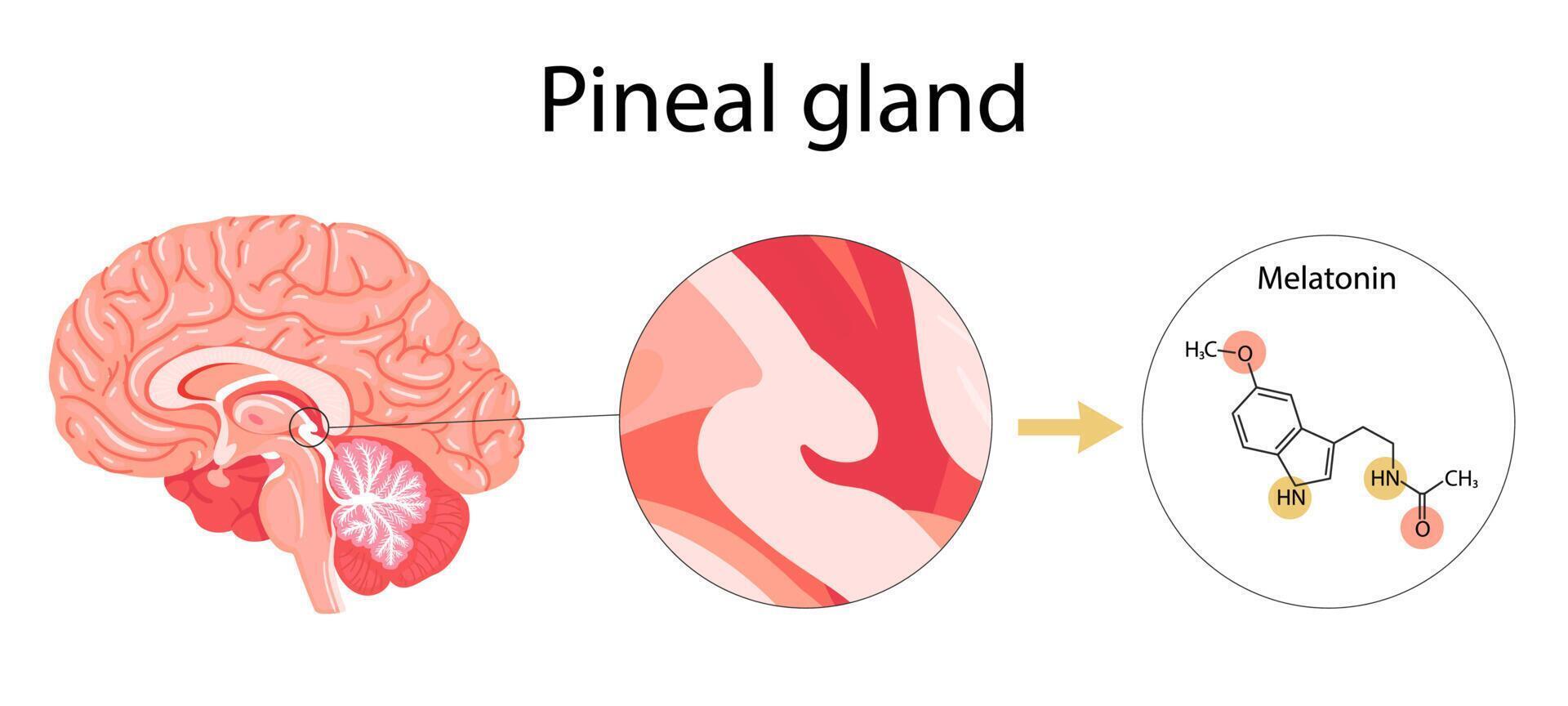 Melatonin hormone. Pineal gland anatomical cross section. vector