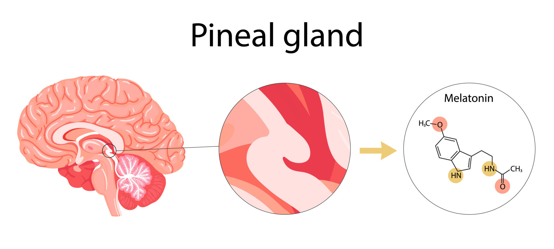 Melatonin hormone. Pineal gland anatomical cross section. 10810342