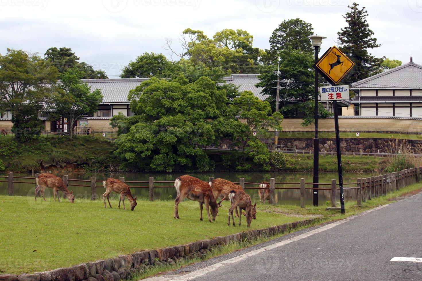 Deer grazing next to a street in Nara, Japan photo