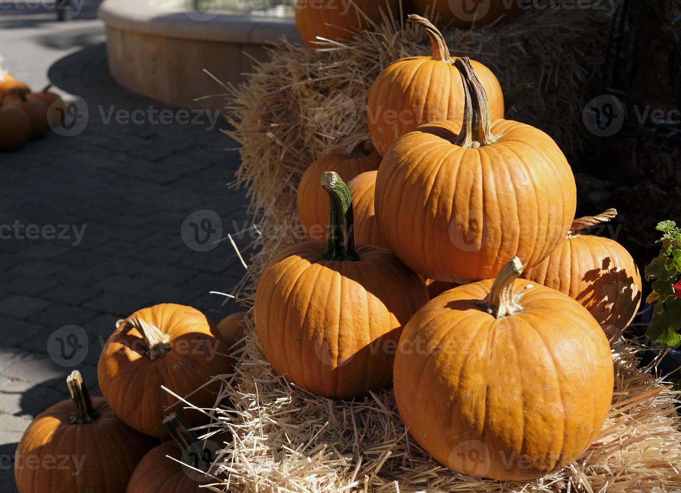 Thanksgiving and Halloween - Multiple pumpkins on and around stacks of hay photo