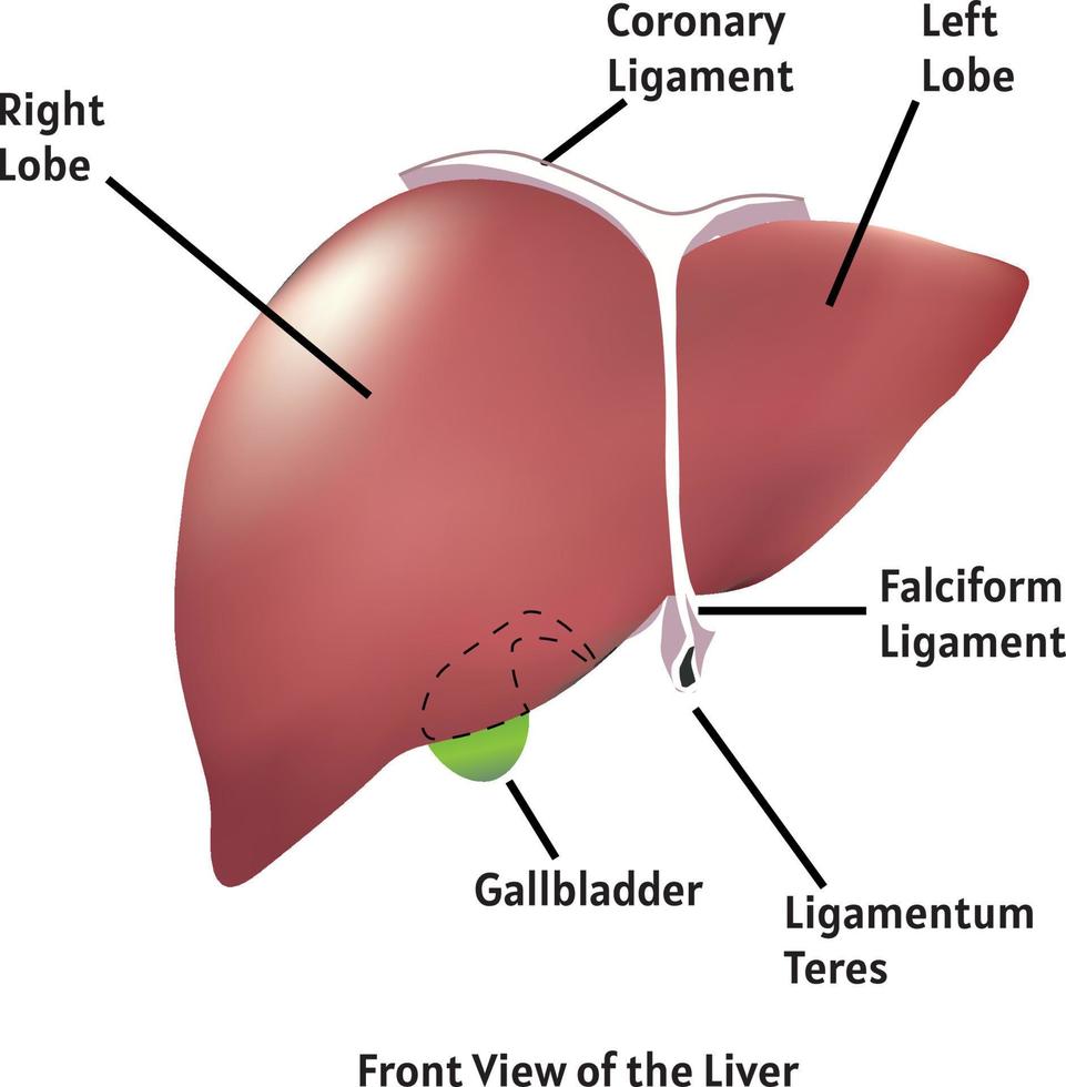 front view of liver vector illustration .