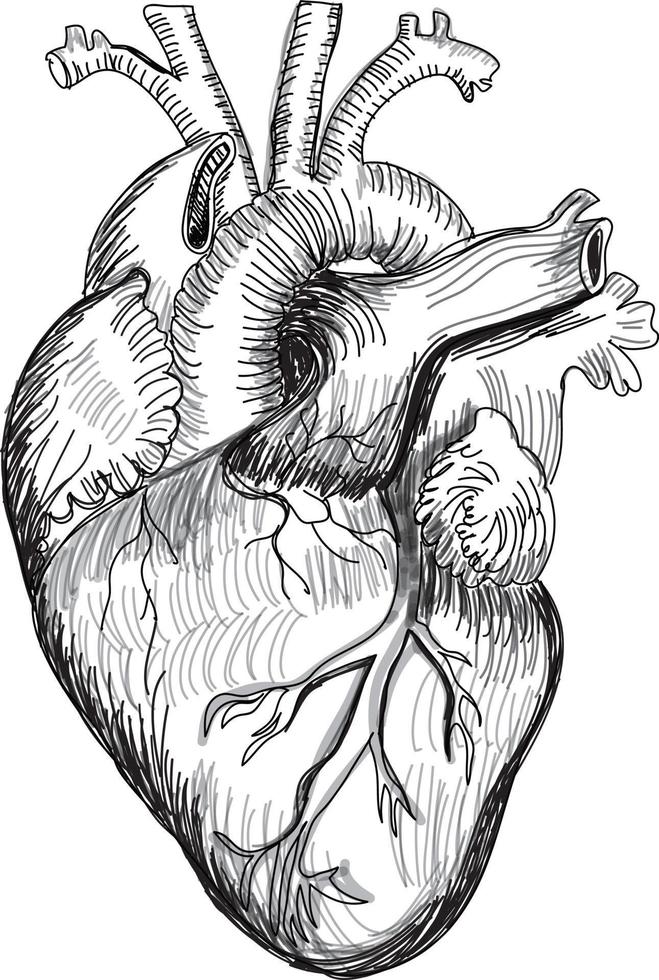 Ilustración de vector de boceto de anatomía humana del corazón