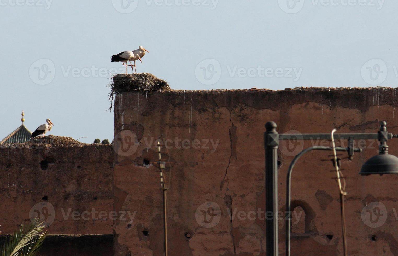 Storks and their nests on top of buildings in Marrakech, Morocco photo