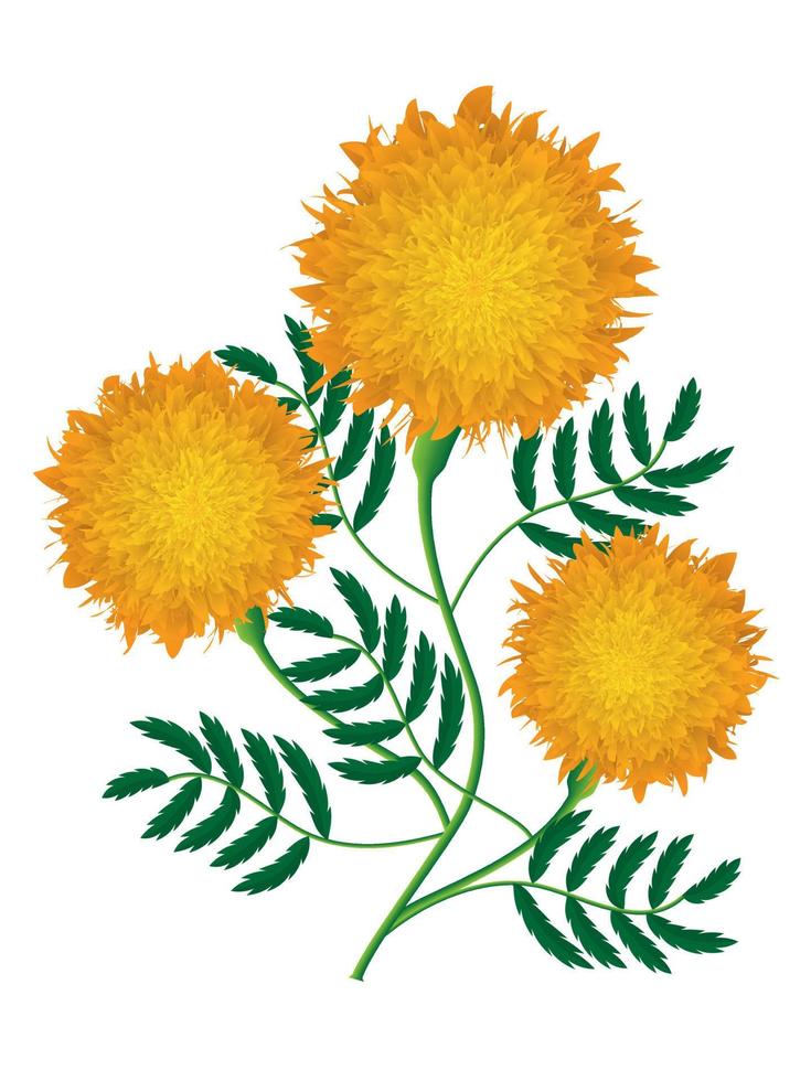 marigold flower vector