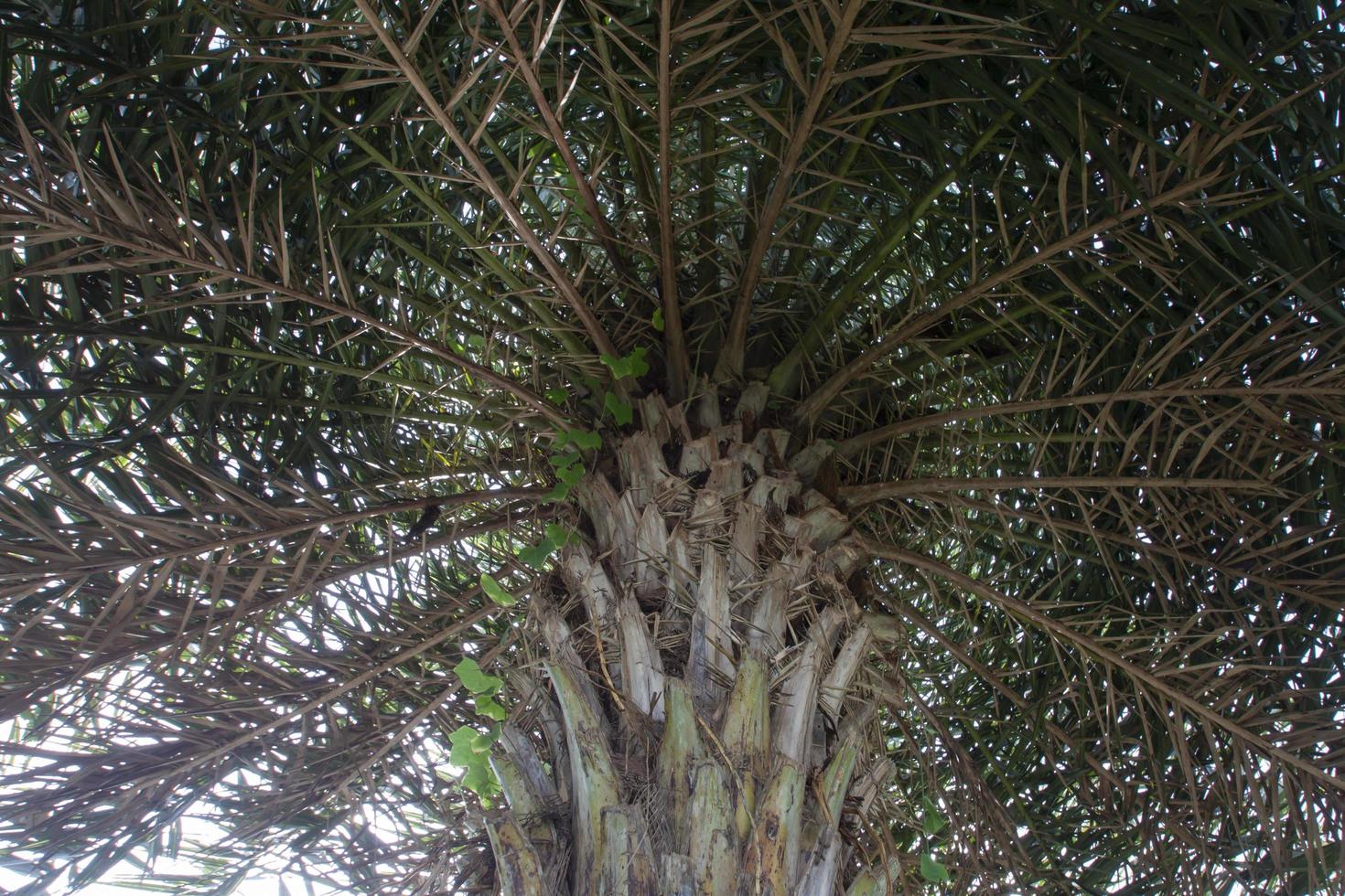 Under Date Palm tree branches and green leaves on white background. photo