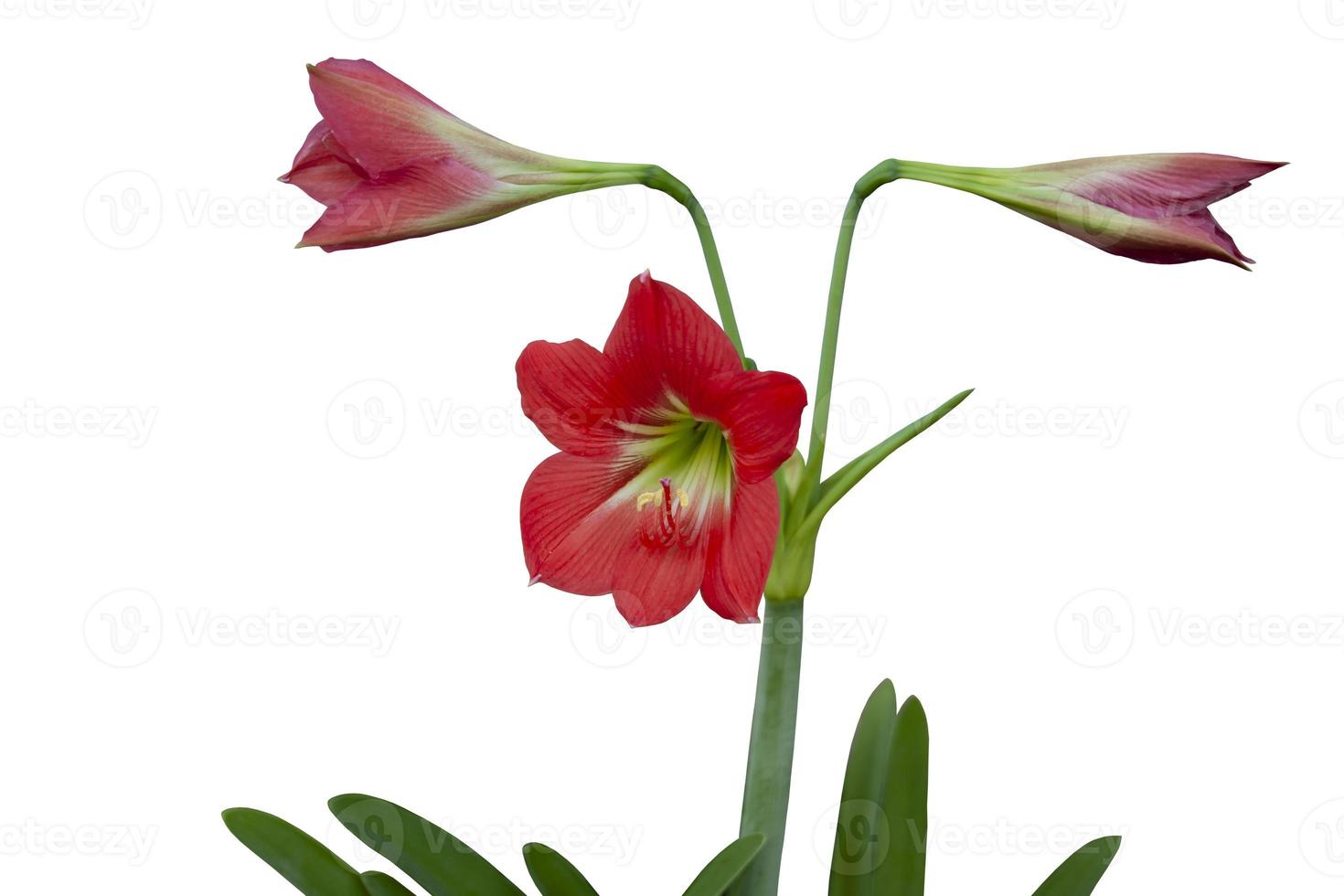 Red hippeastrum or amaryllis flowers bloom isolated on white background with clipping path. photo