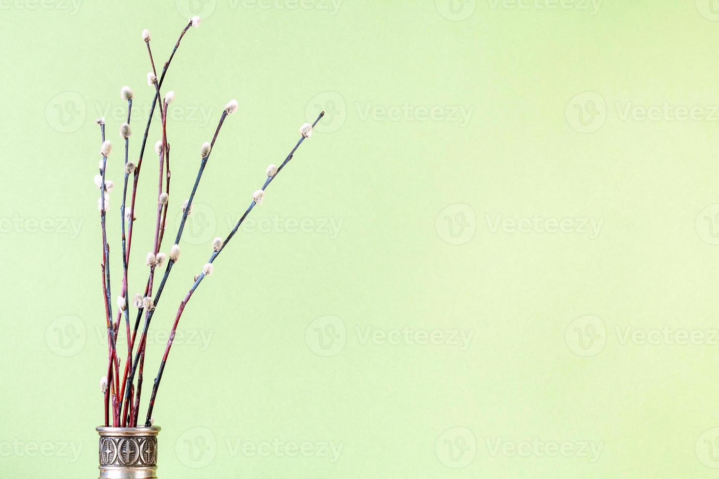 bunch of flowering pussy-willow twigs on green photo