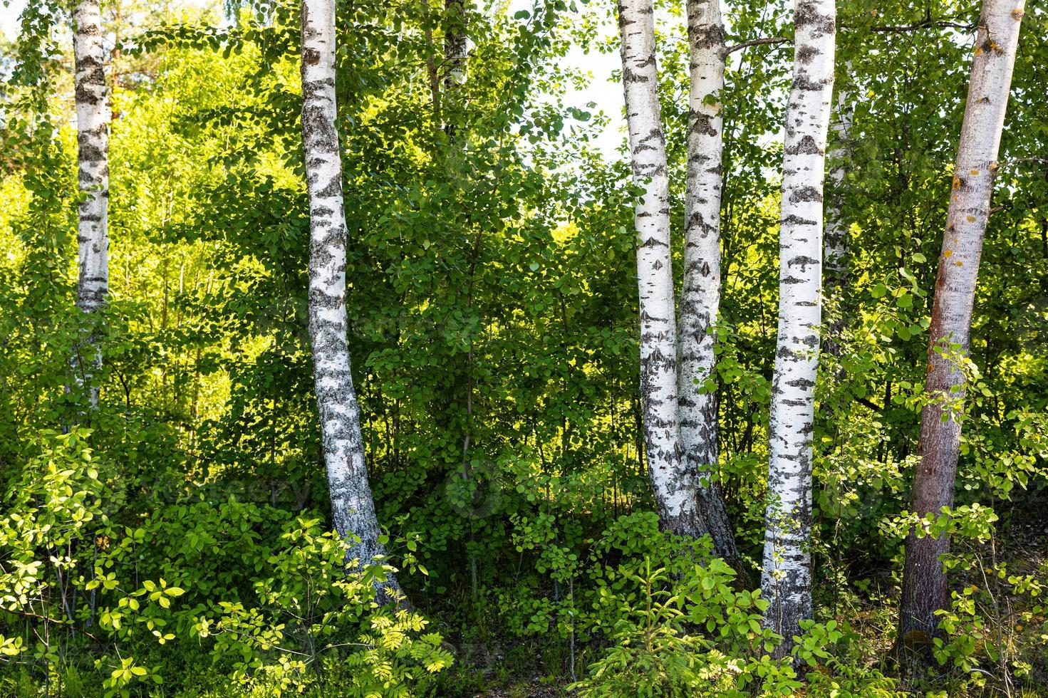 birch grove on edge of forest in summer day photo