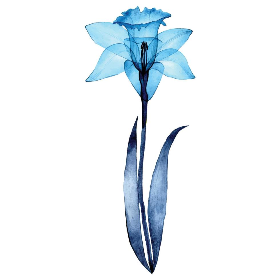 dibujo de acuarela. flor transparente de narcisa. narcisos azules transparentes de flores de primavera sobre un fondo blanco. radiografía vector