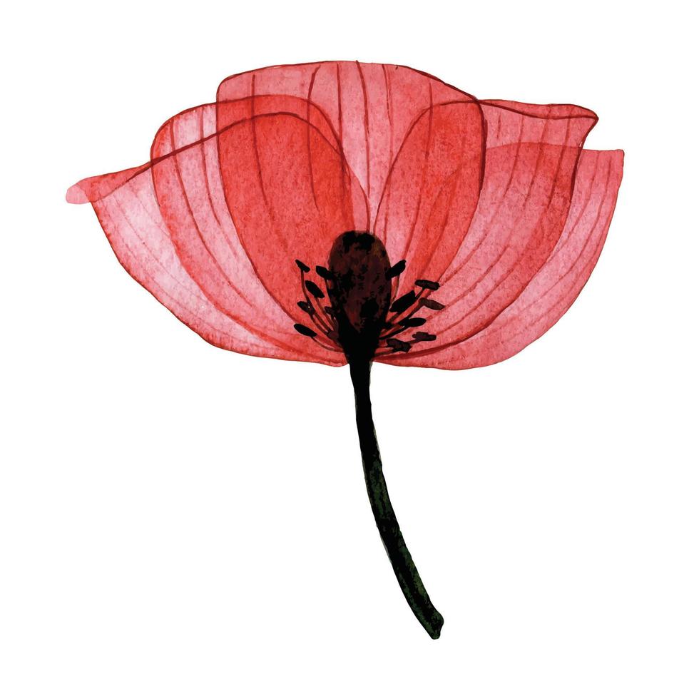 watercolor transparent flower. composition of red poppy isolated on white background. vector