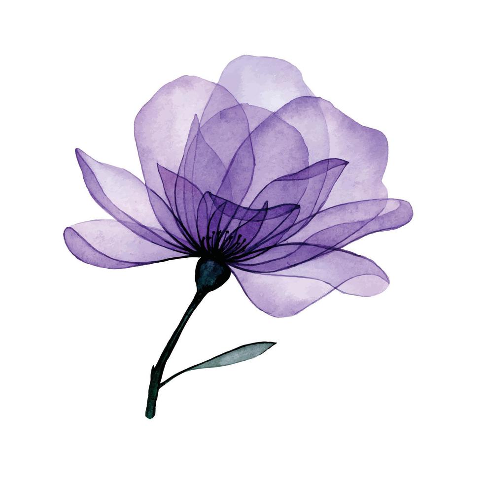 watercolor drawing. transparent flower. purple rose and transparent leaves, x-ray. decoration. vector