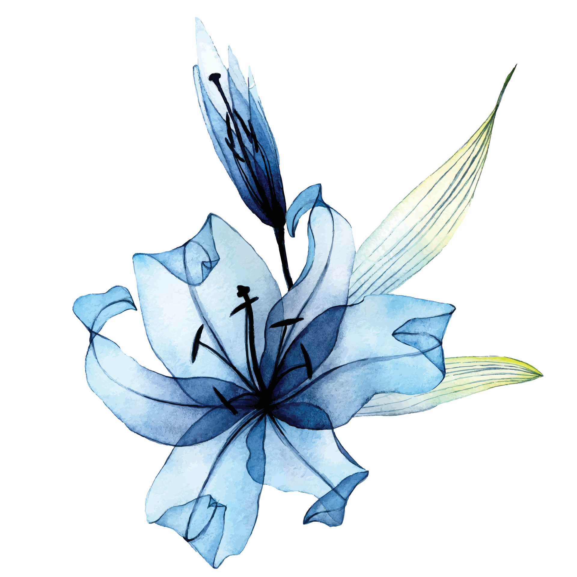 watercolor transparent flower. transparent blue lily in pastel colors