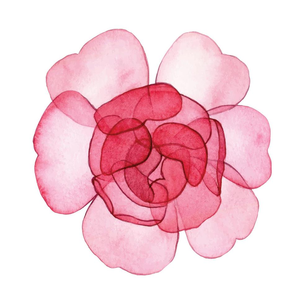 watercolor drawing. transparent flower, pink rose. x-ray vector