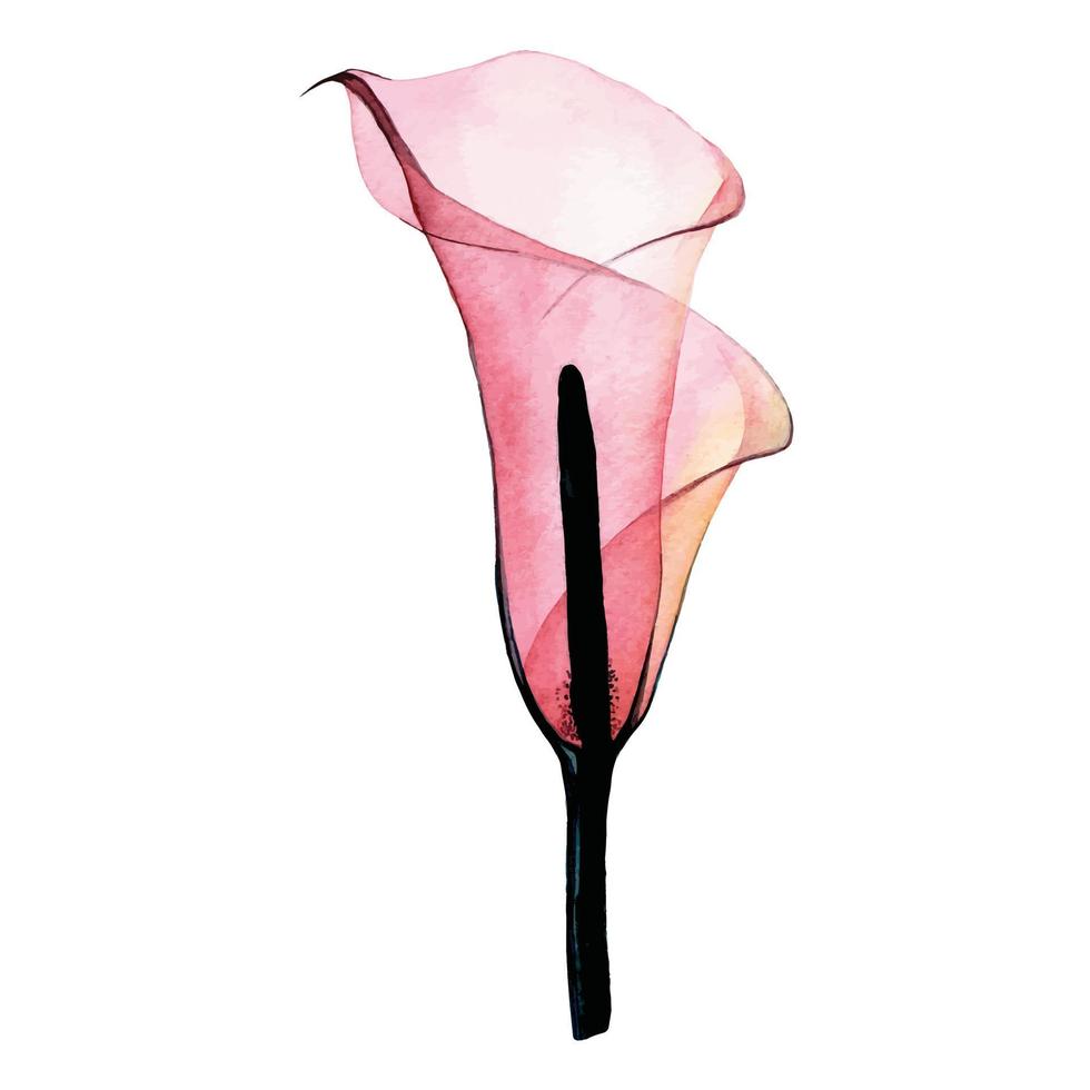 watercolor drawing. transparent tropical flower. pink calla flower isolated on white background. collection of decorations for weddings, cards vector