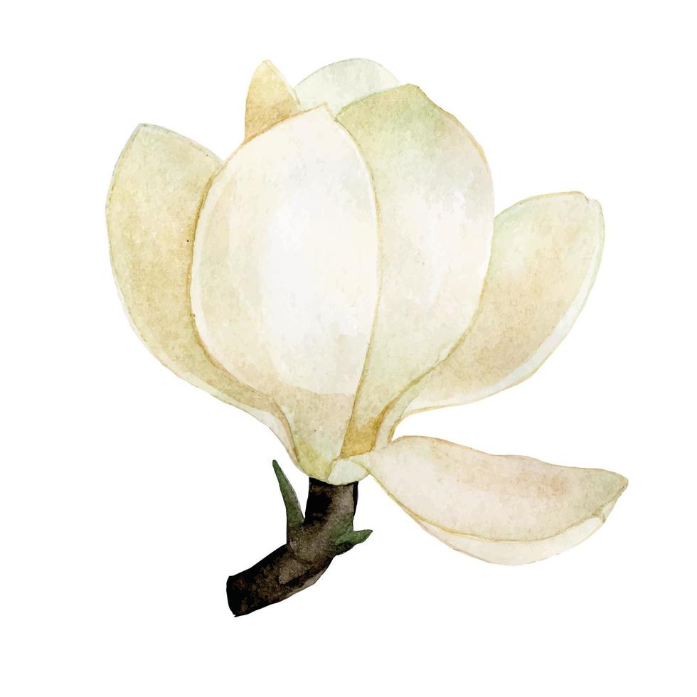 watercolor drawing. magnolia flower. vintage delicate drawing white magnolia flower vector