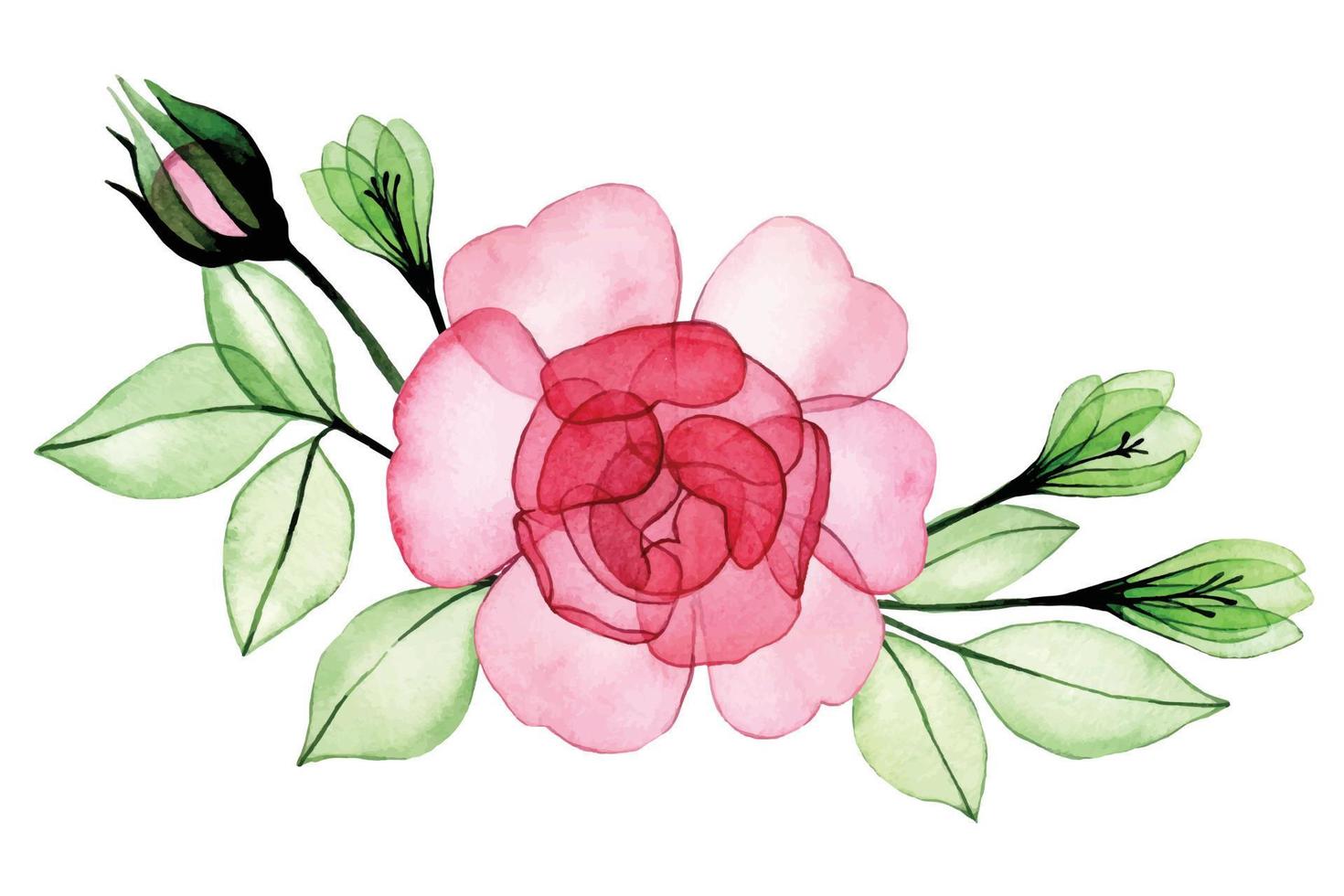 watercolor drawing. bouquet, composition of transparent flowers and rose leaves. pink rose x-ray vector