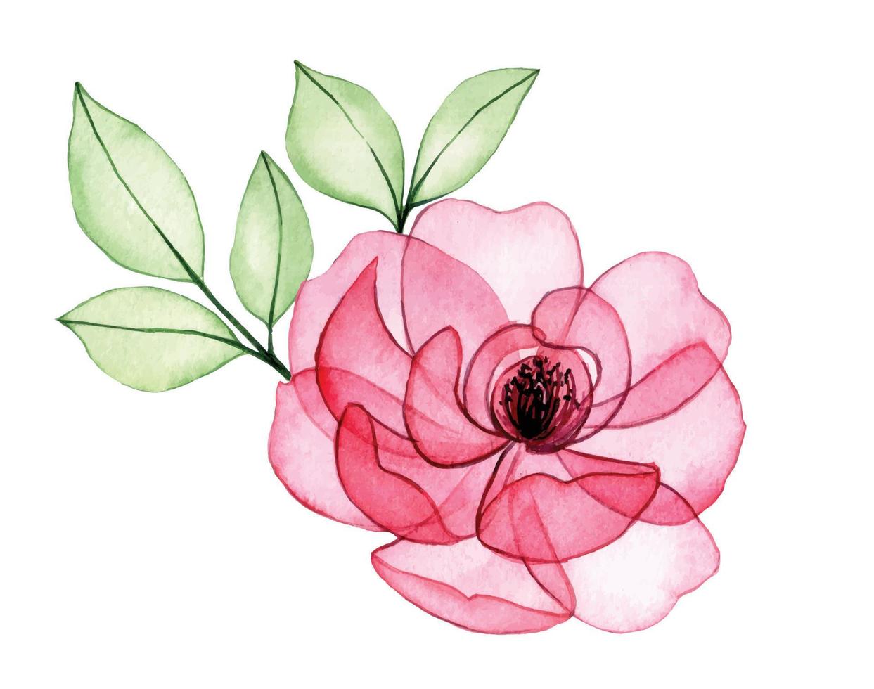 watercolor drawing. bouquet, composition of transparent flowers and rose leaves. pink rose x-ray vector