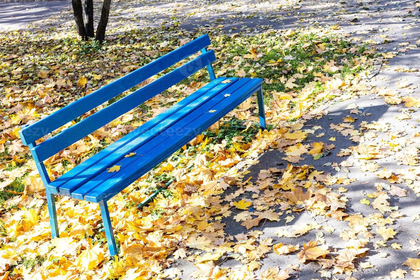 bench at lawn covered with fallen yellow leaves photo
