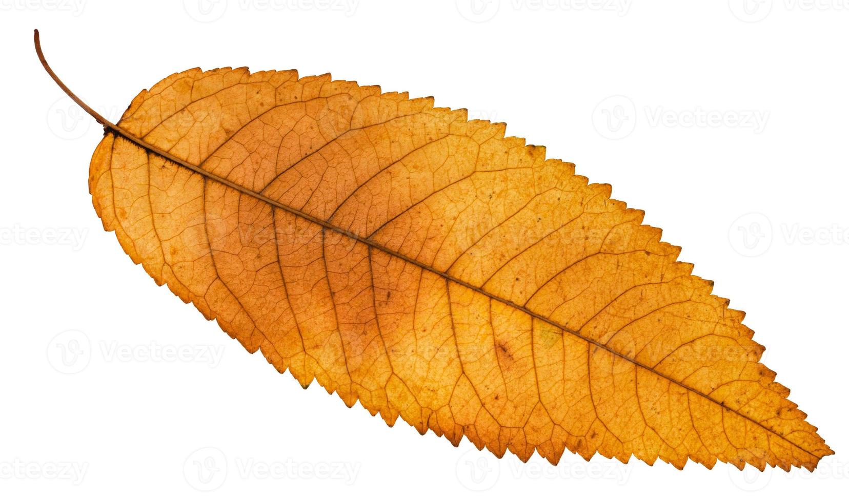 back side of autumn yellow leaf of ash tree photo