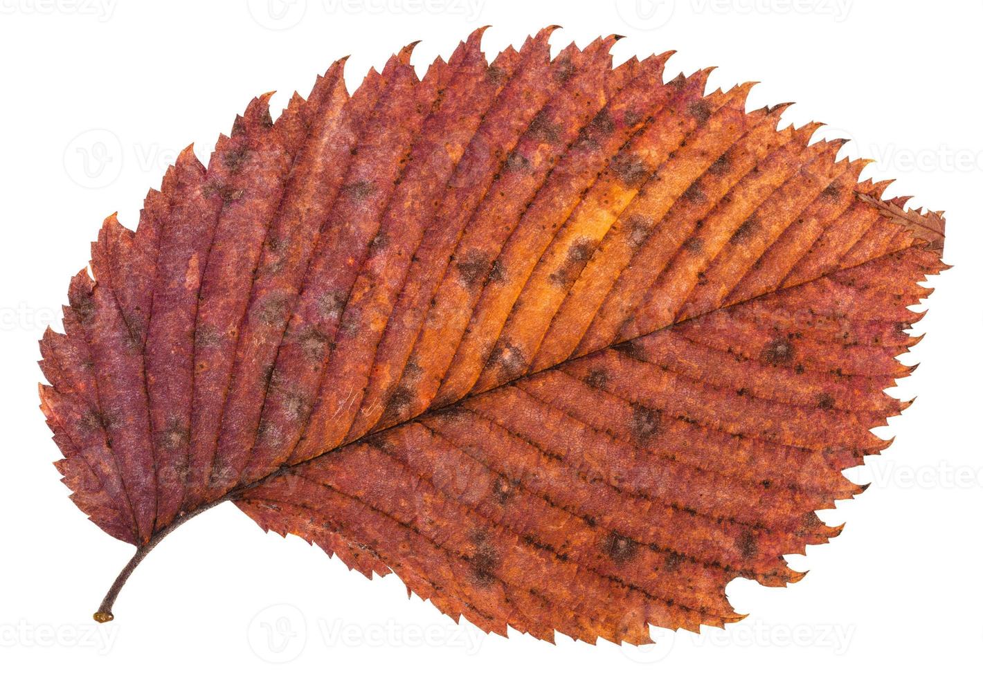 pied red autumn leaf of elm tree isolated photo