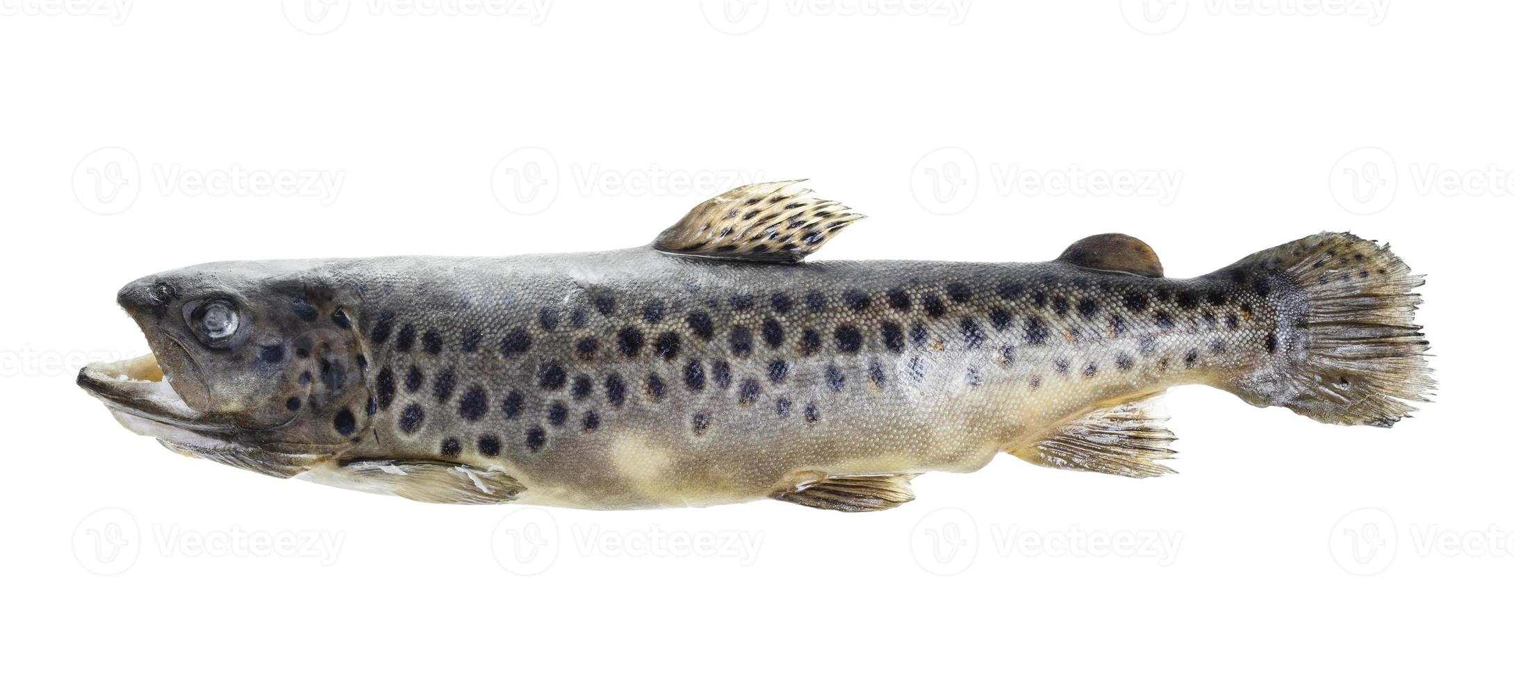 frozen brown trout isolated on white photo