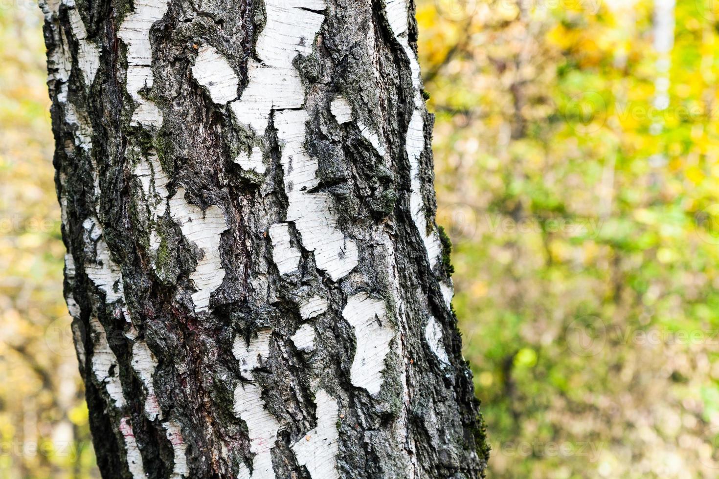 birch tree trunk close up in autumn forest photo