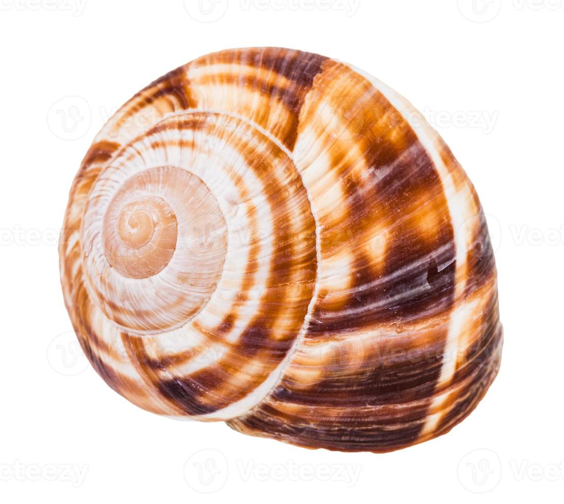shell of burgundy snail isolated on white photo