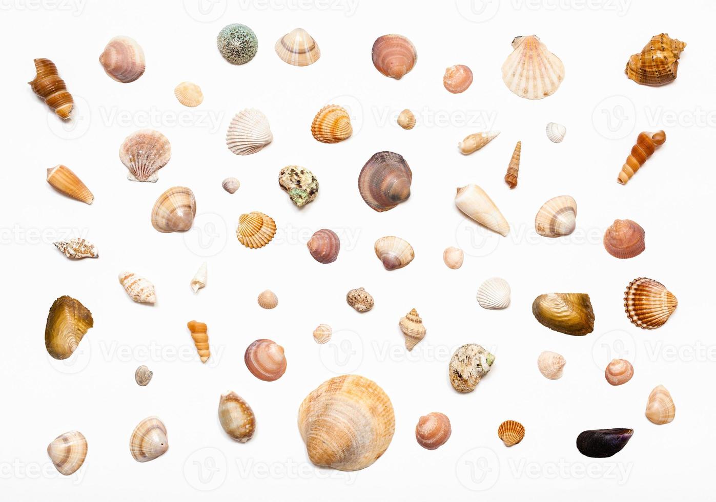 collage from natural dried sea shells on white photo