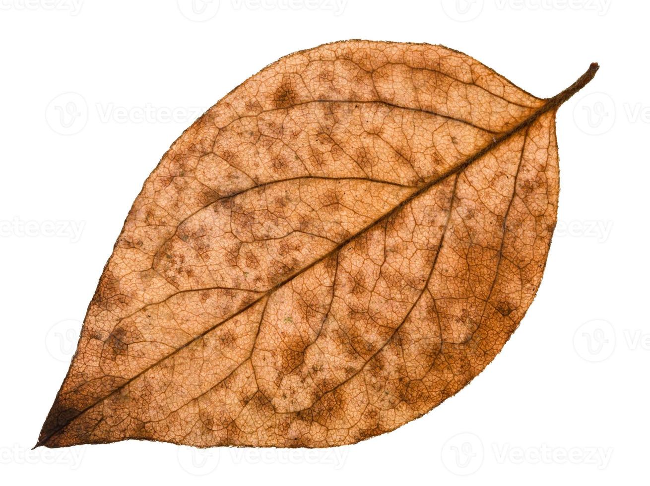 back side of autumn decayed leaf of poplar tree photo