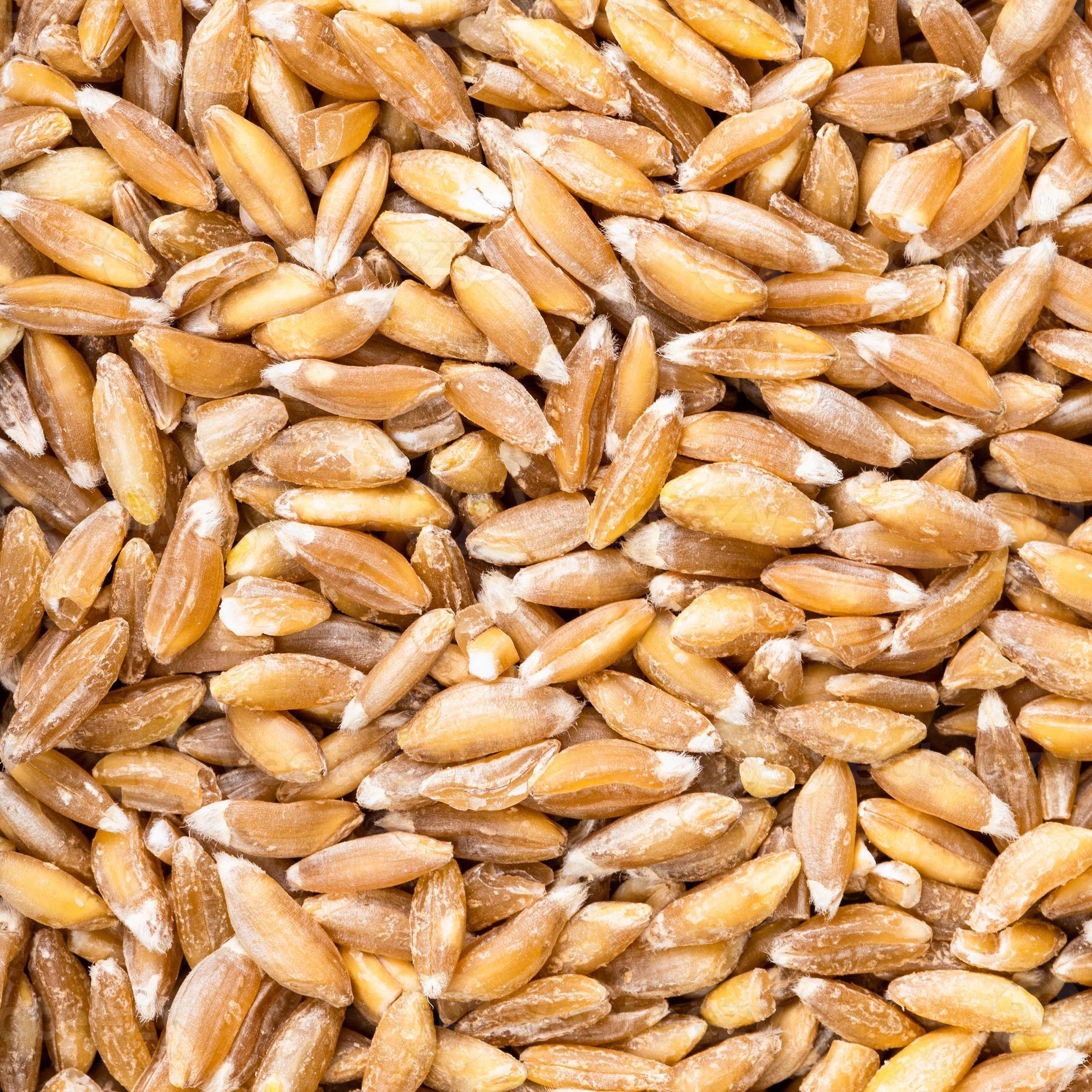 uncooked Emmer farro hulled wheat grains close up 10816787 Stock Photo at Vecteezy