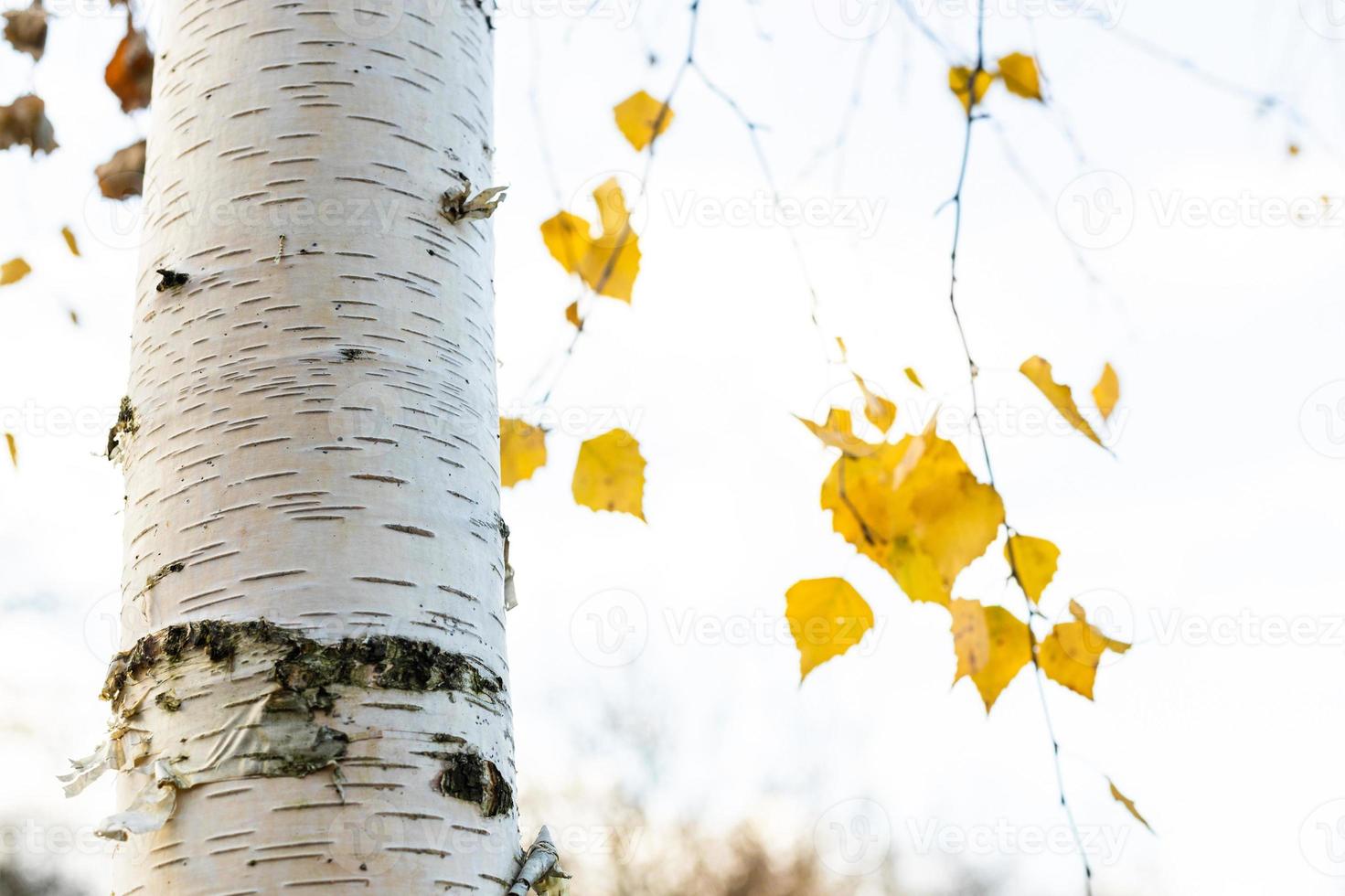 white birch tree trunk and blurred yellow leaves photo