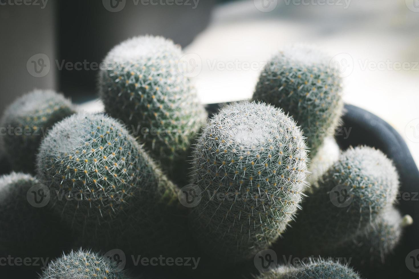 cactus in pot. home plant decoration concept. photo