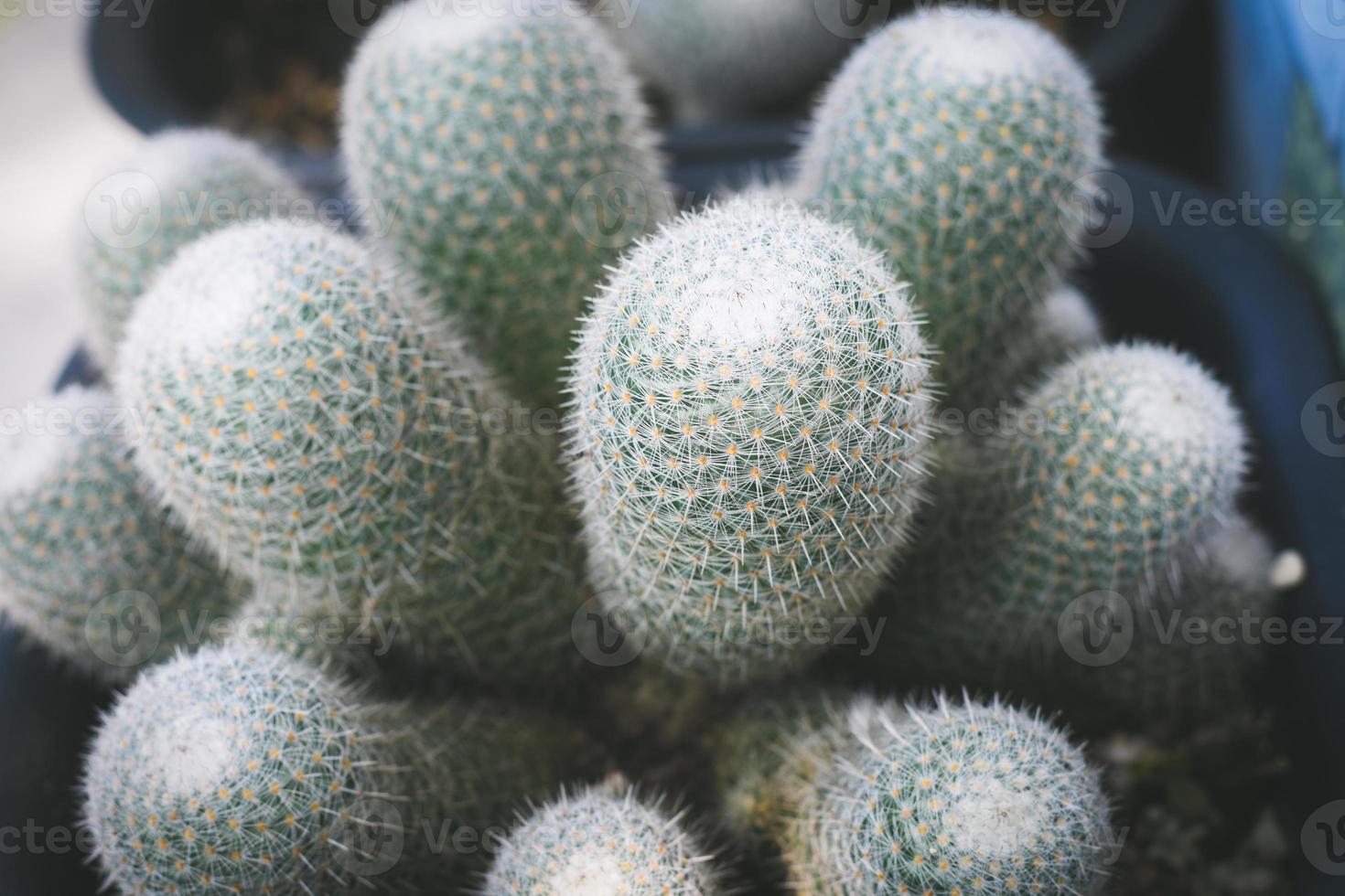 cactus in pot. home plant decoration concept. photo