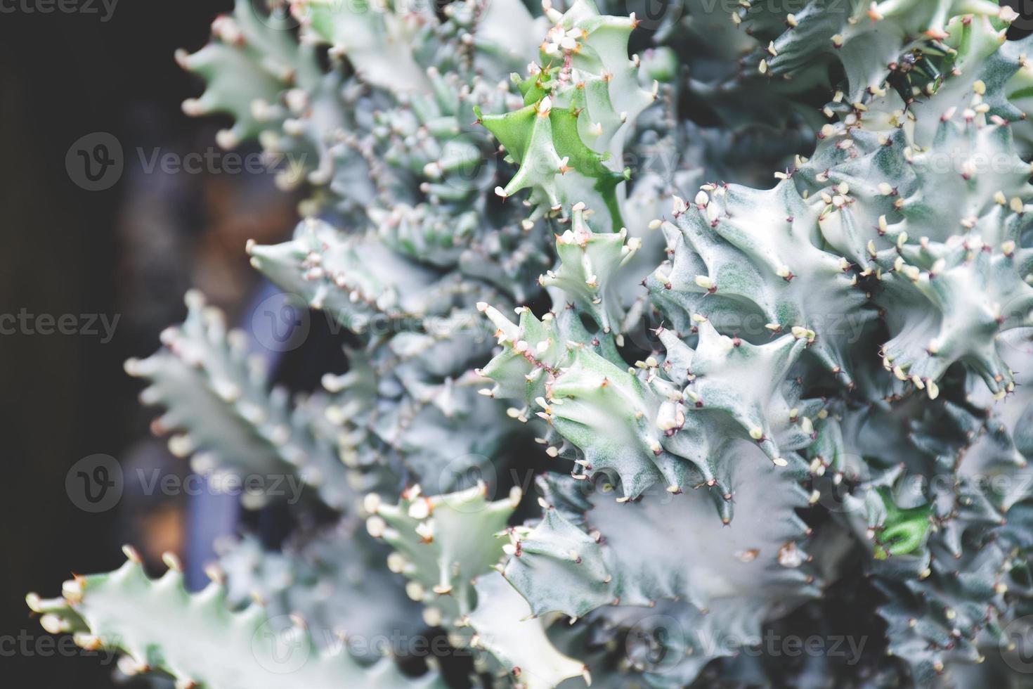 cactus succulent plant decoration. home plant concept. photo