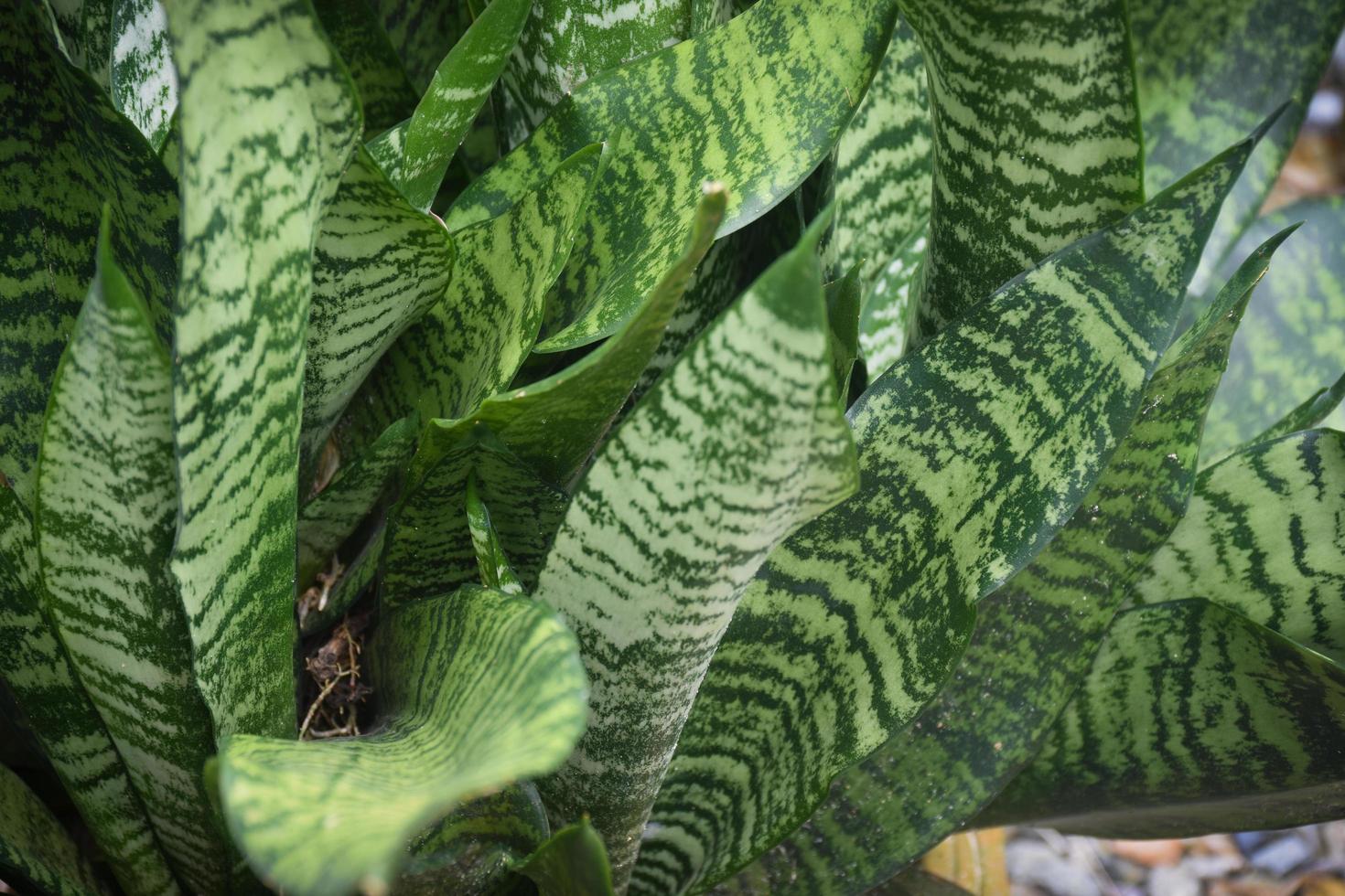 planta de serpiente en el jardín. concepto de decoración de plantas de casa. foto