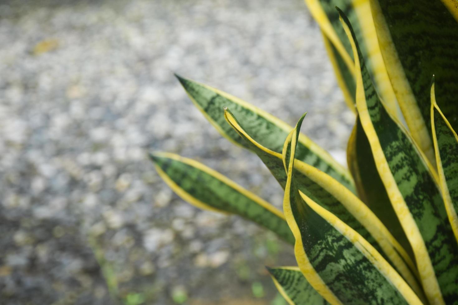 planta de serpiente en el jardín. concepto de decoración de plantas de casa. foto