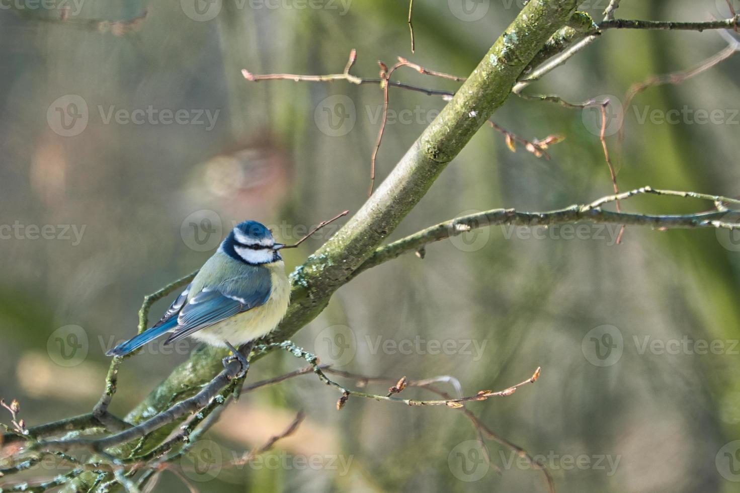 blue tit in  the winter on a tree photo