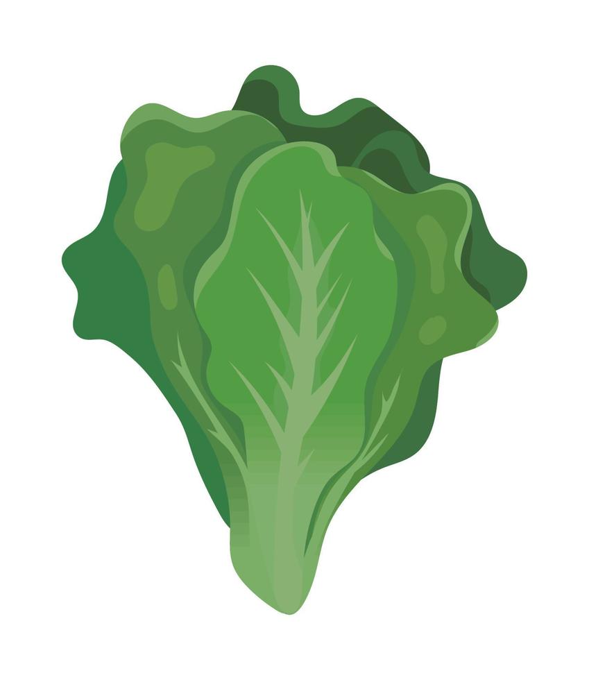 icono de lechuga fresca vector